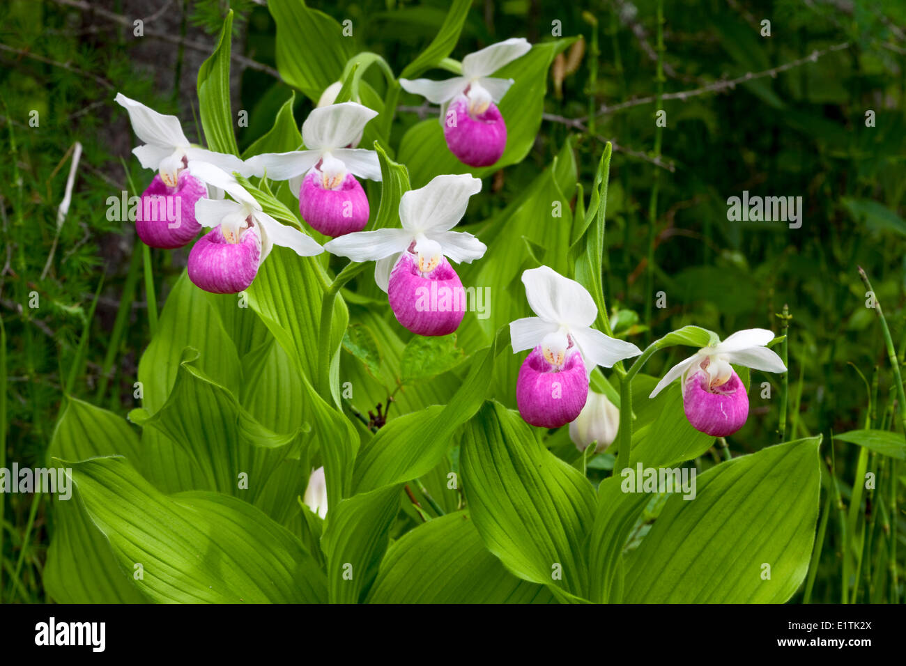 Showy Lady Slipper (Cypripedium reginae), Orchid, Wildflower Stock Photo
