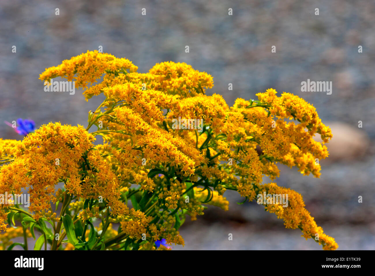 Seaside Goldenrod flower, (Solidago Sempervirens) Stock Photo