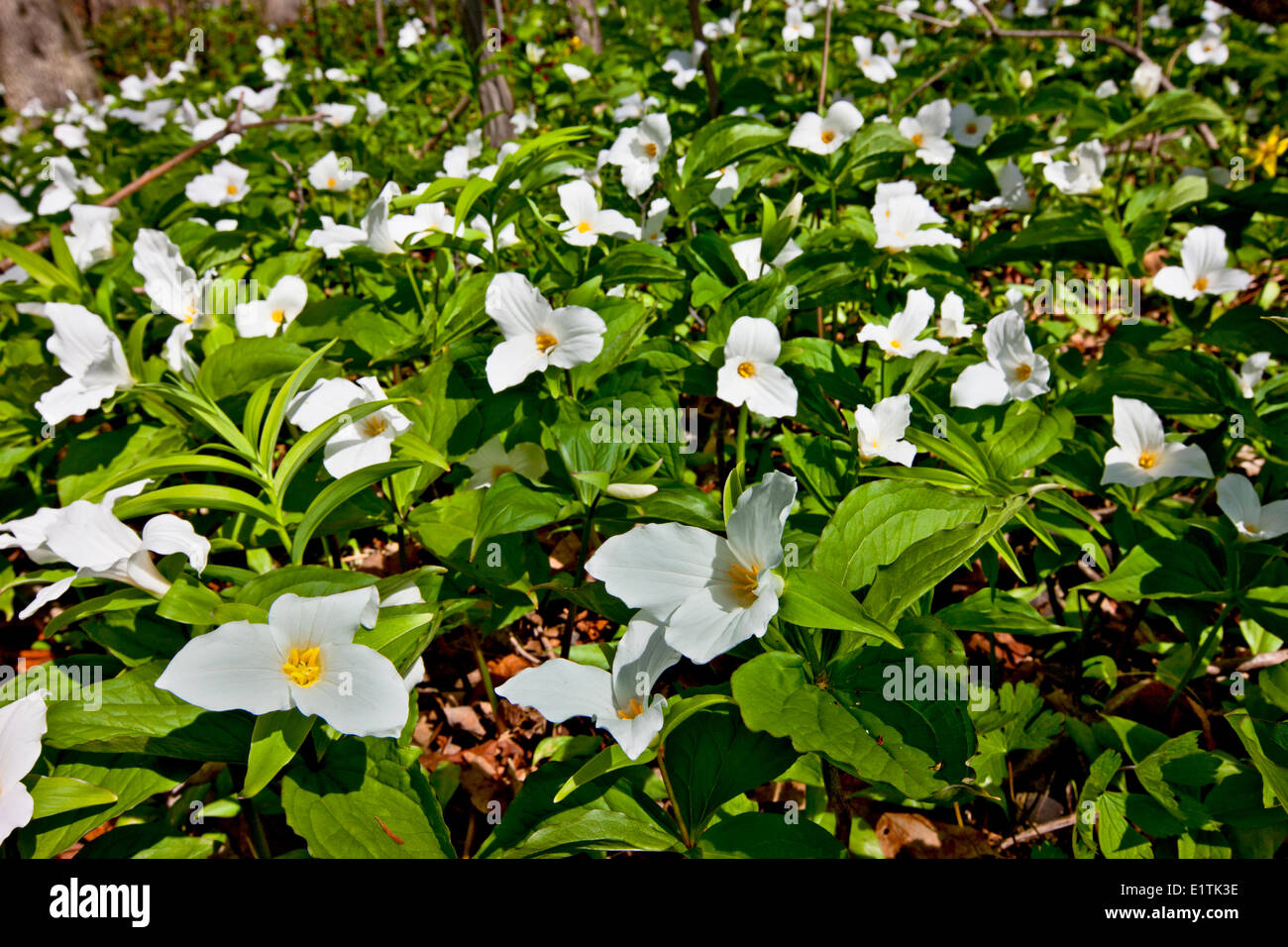 White Trillium, (Trillium grandiflorum) wildflower Stock Photo