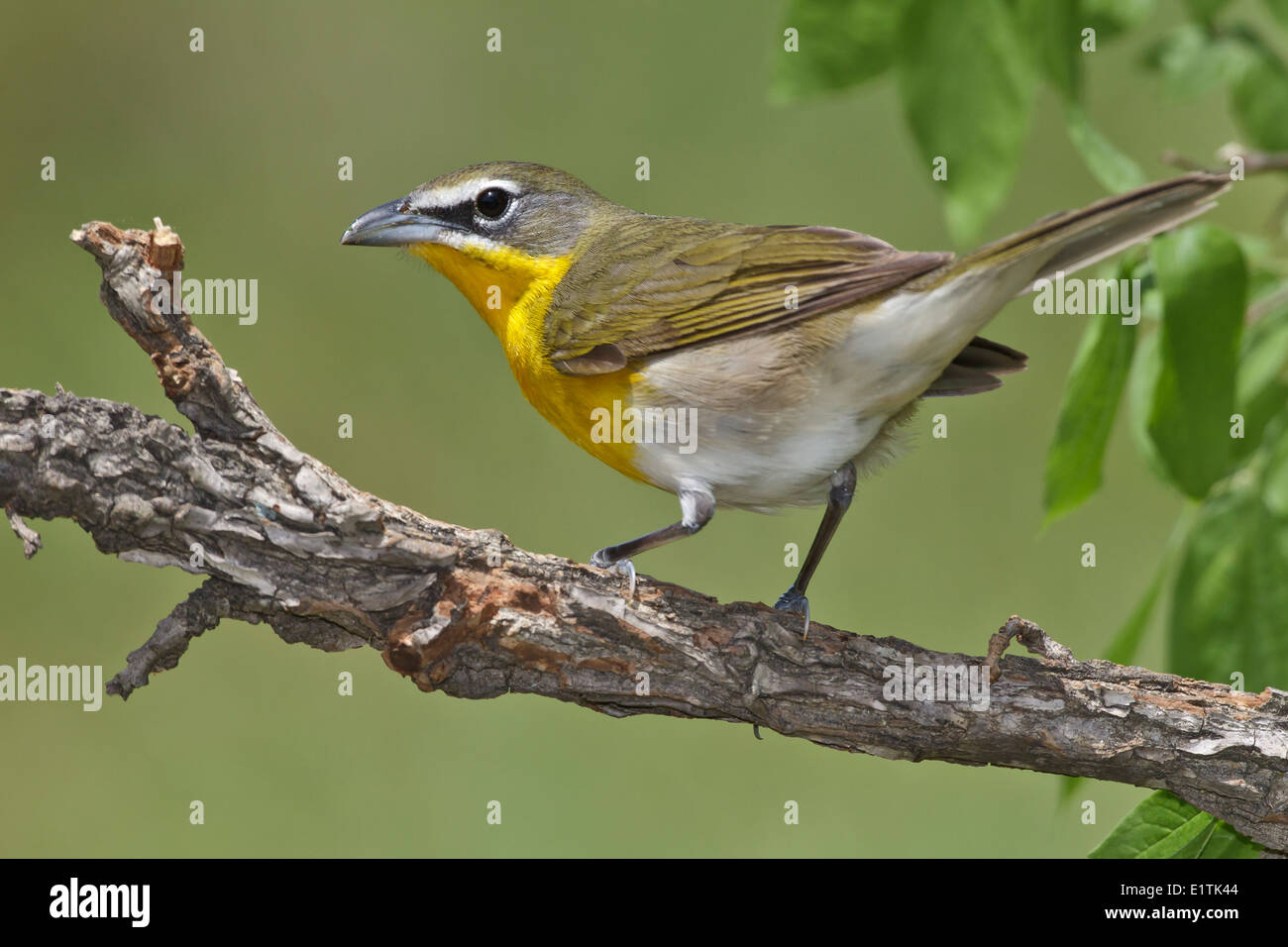 Yellow-breasted Chat Icteria virens Stock Photo