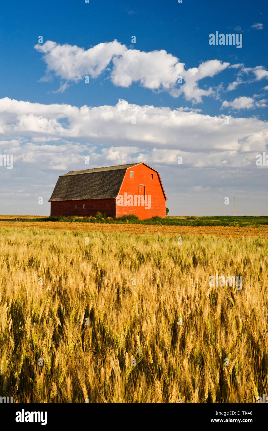 old red barn next to wheat field, near Elrose, Saskatchewan, Canada Stock Photo