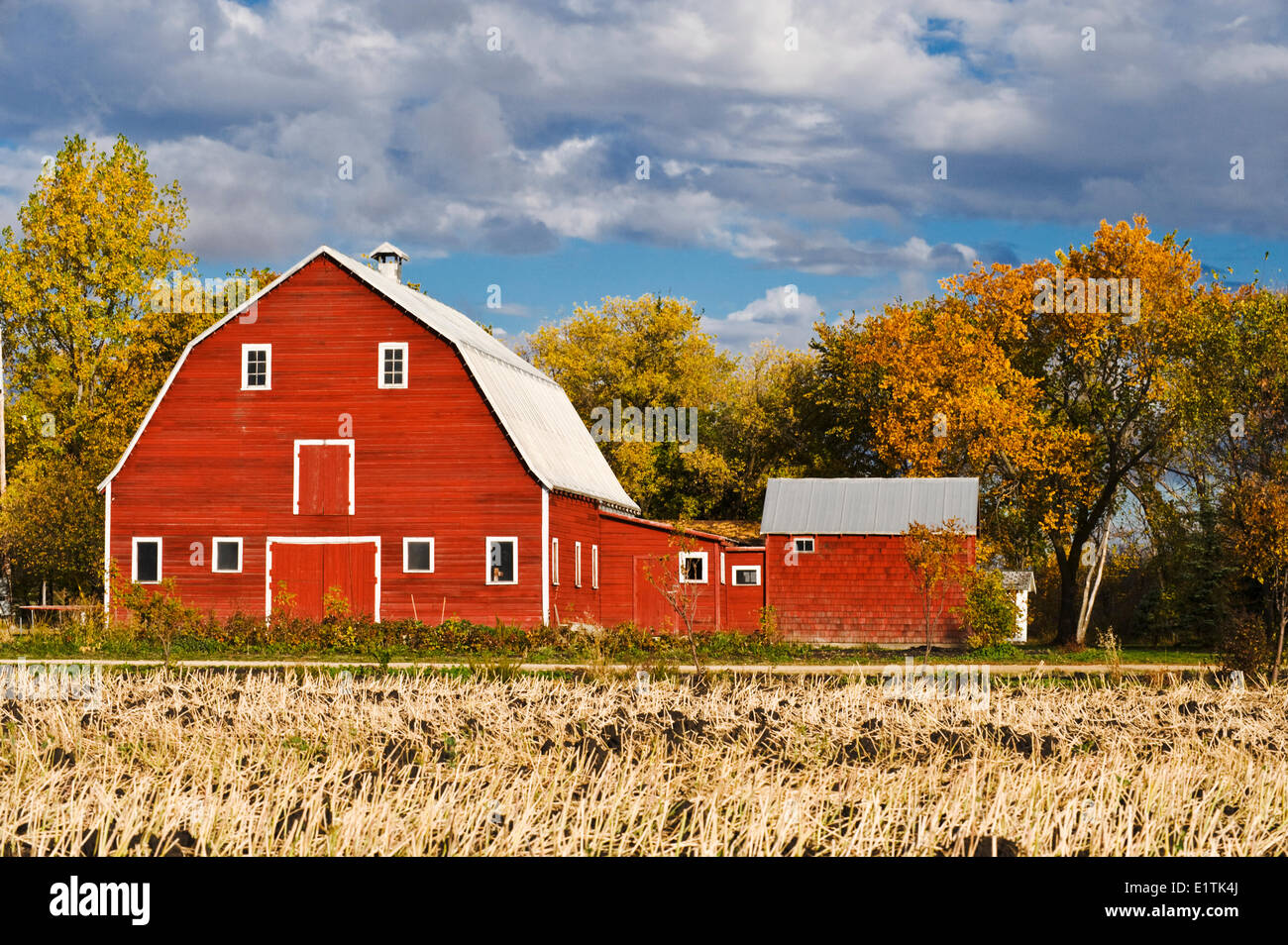 red barn with canola stubble in the foreground, autumn, Grande Pointe, Manitoba, Canada Stock Photo