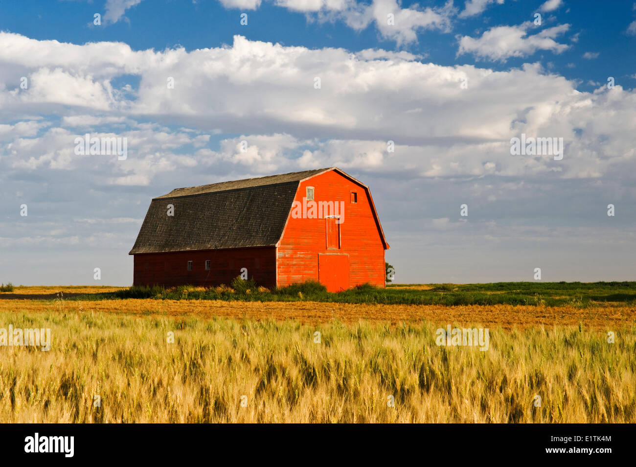 old red barn next to wheat field, near Elrose, Saskatchewan, Canada Stock Photo