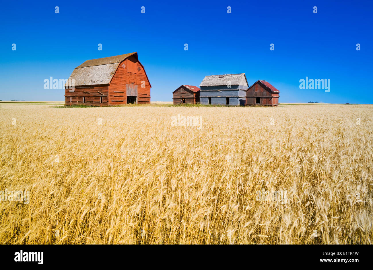 old grain bins and red barn next to wheat field, near Regina, Saskatchewan, Canada Stock Photo
