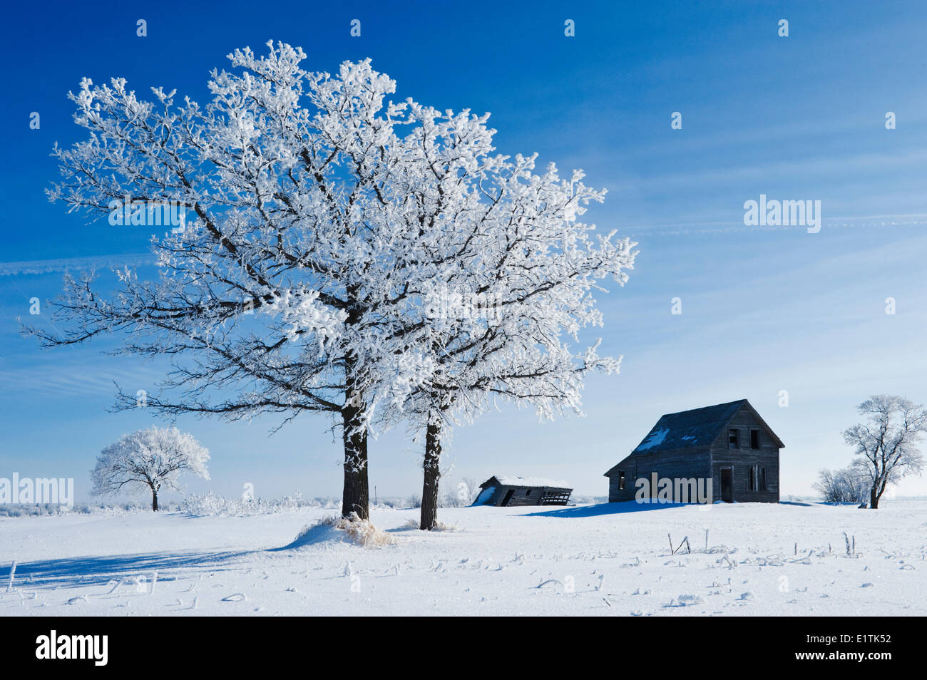 frost covered trees and old farm house,near Beausejour, Manitoba, Canada Stock Photo