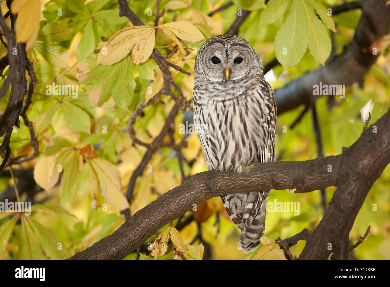 Barred Owl, Strix varia, Vancouver Island, BC, Canada Stock Photo