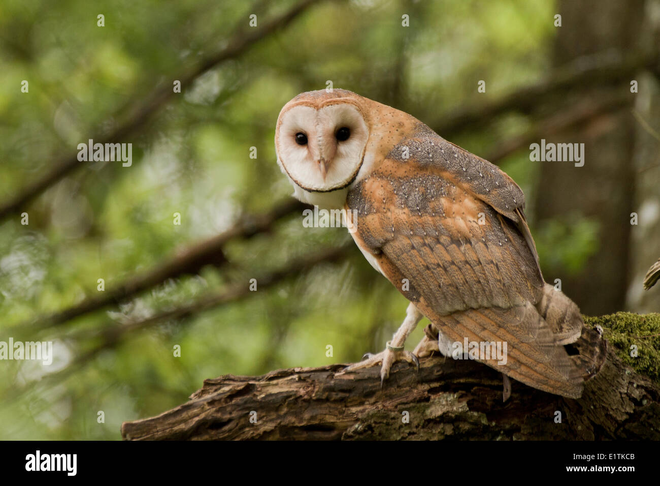 Barn Owl, Tyto alba, Captive, Pacific Northwest Raptors, BC, Canada Stock Photo