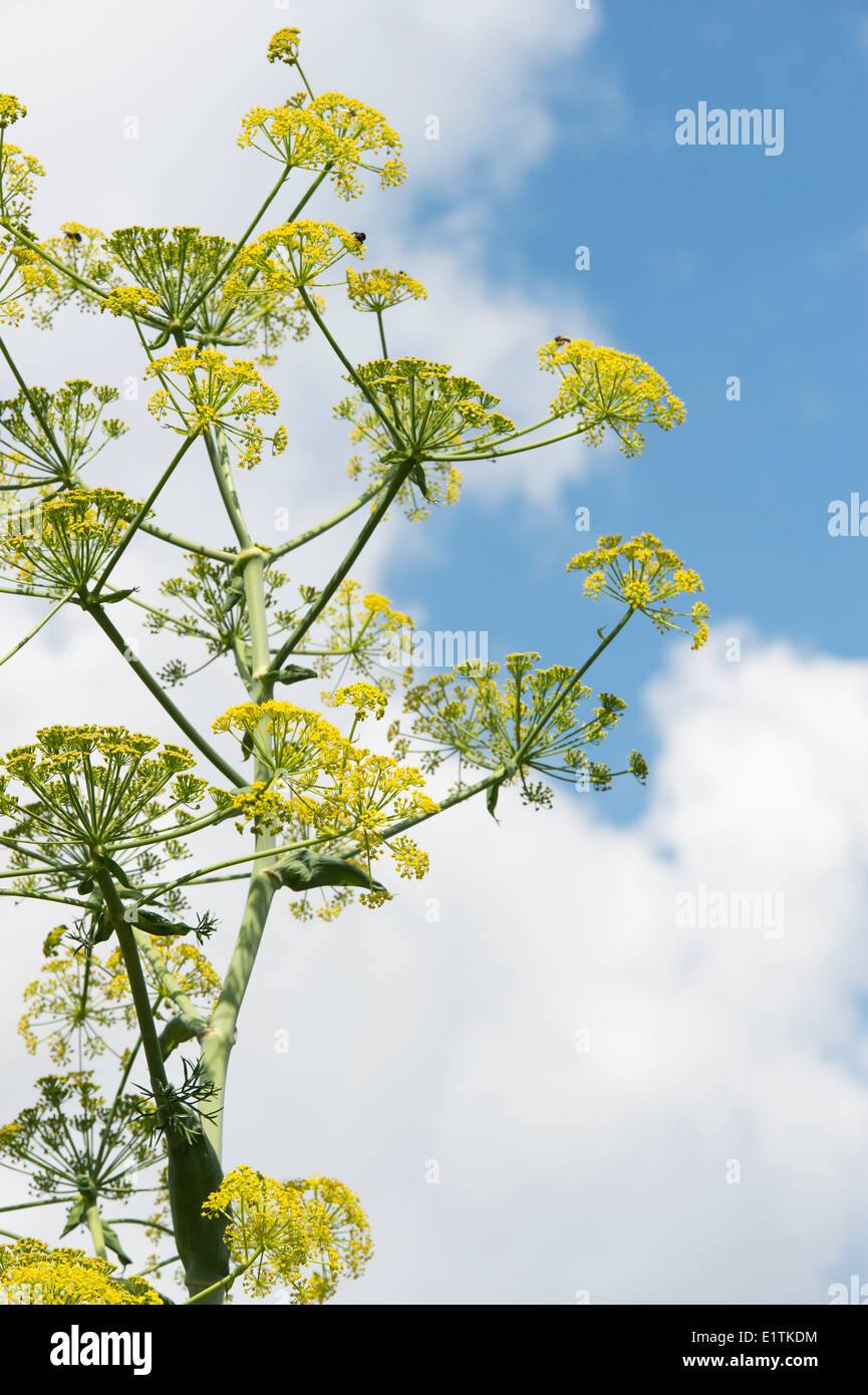 Angelica archangelica. Angelica flowering against a blue cloudy sky Stock Photo