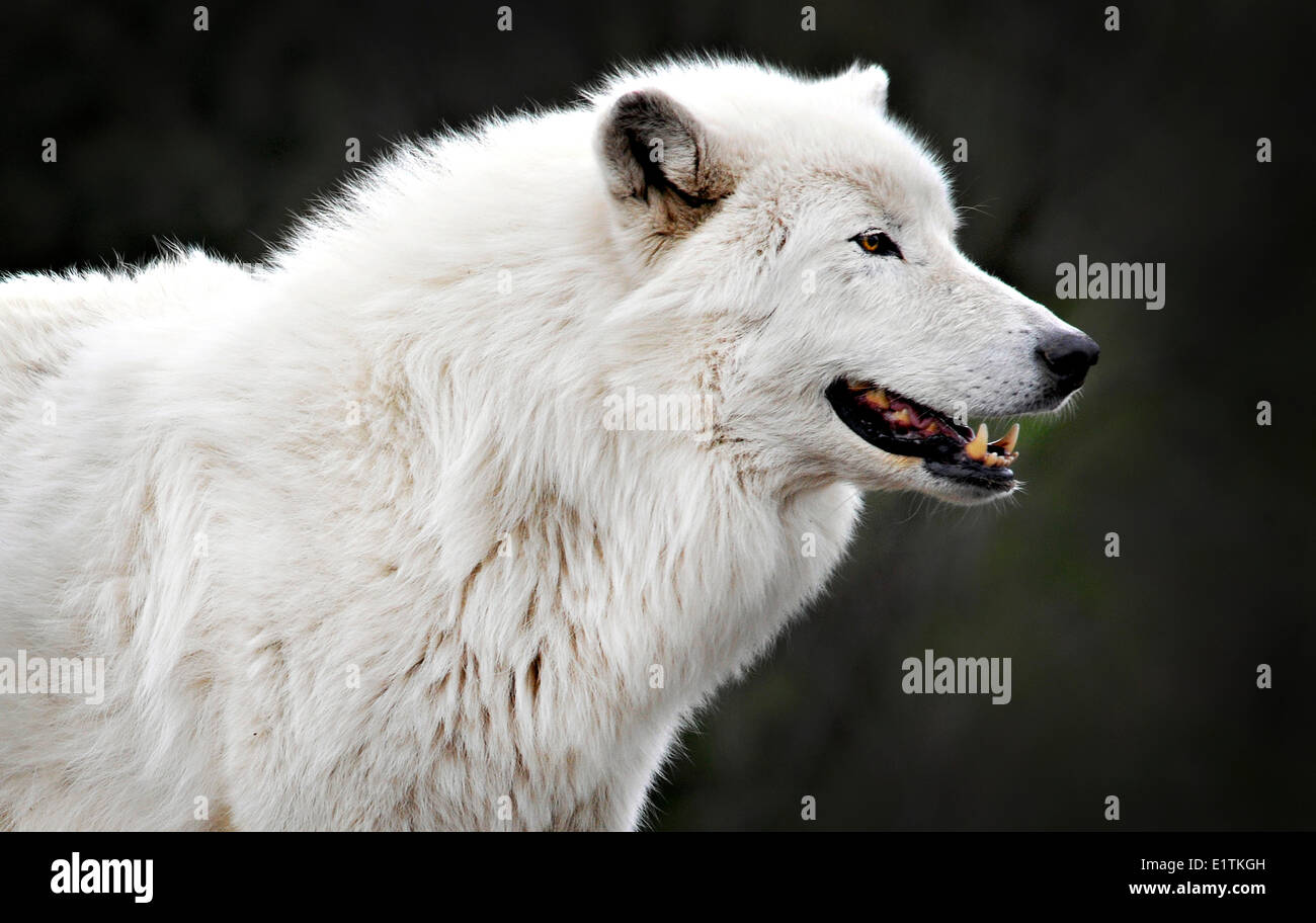 Canis Lupus Arctos High Resolution Stock Photography and Images - Alamy