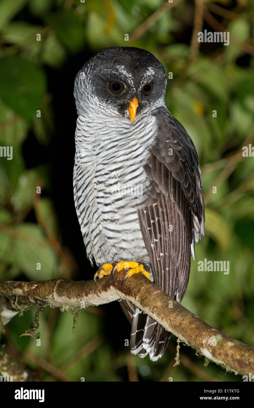 Black and White Owl, Strix nigrolineata, Mindo, Ecuador Stock Photo