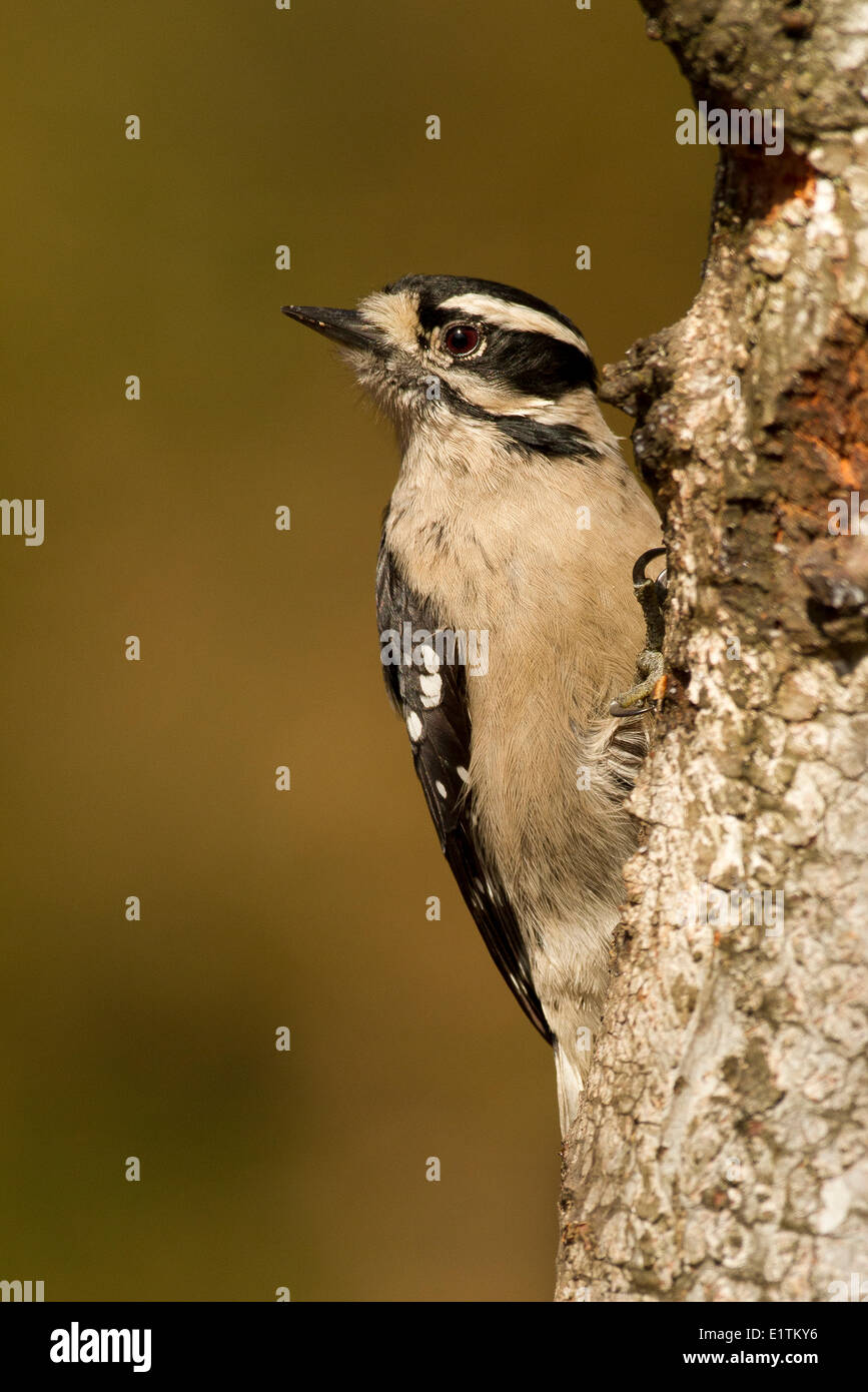 Downy Woodpecker, Picoides pubescens, Lillooet, BC, Canada Stock Photo