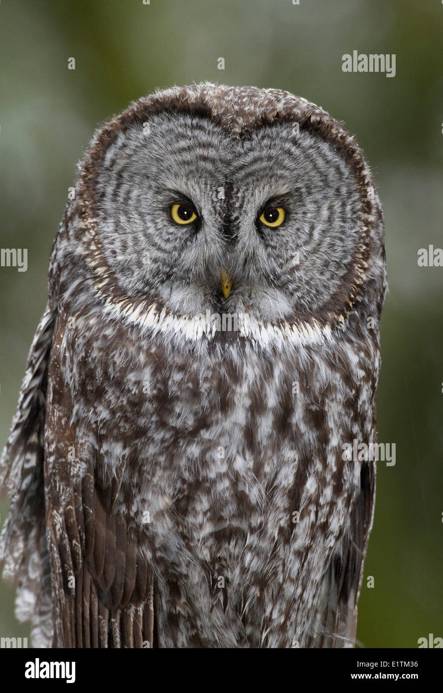 Great Grey Owl, Strix nebulosa, Vancouver, BC, Canada Stock Photo