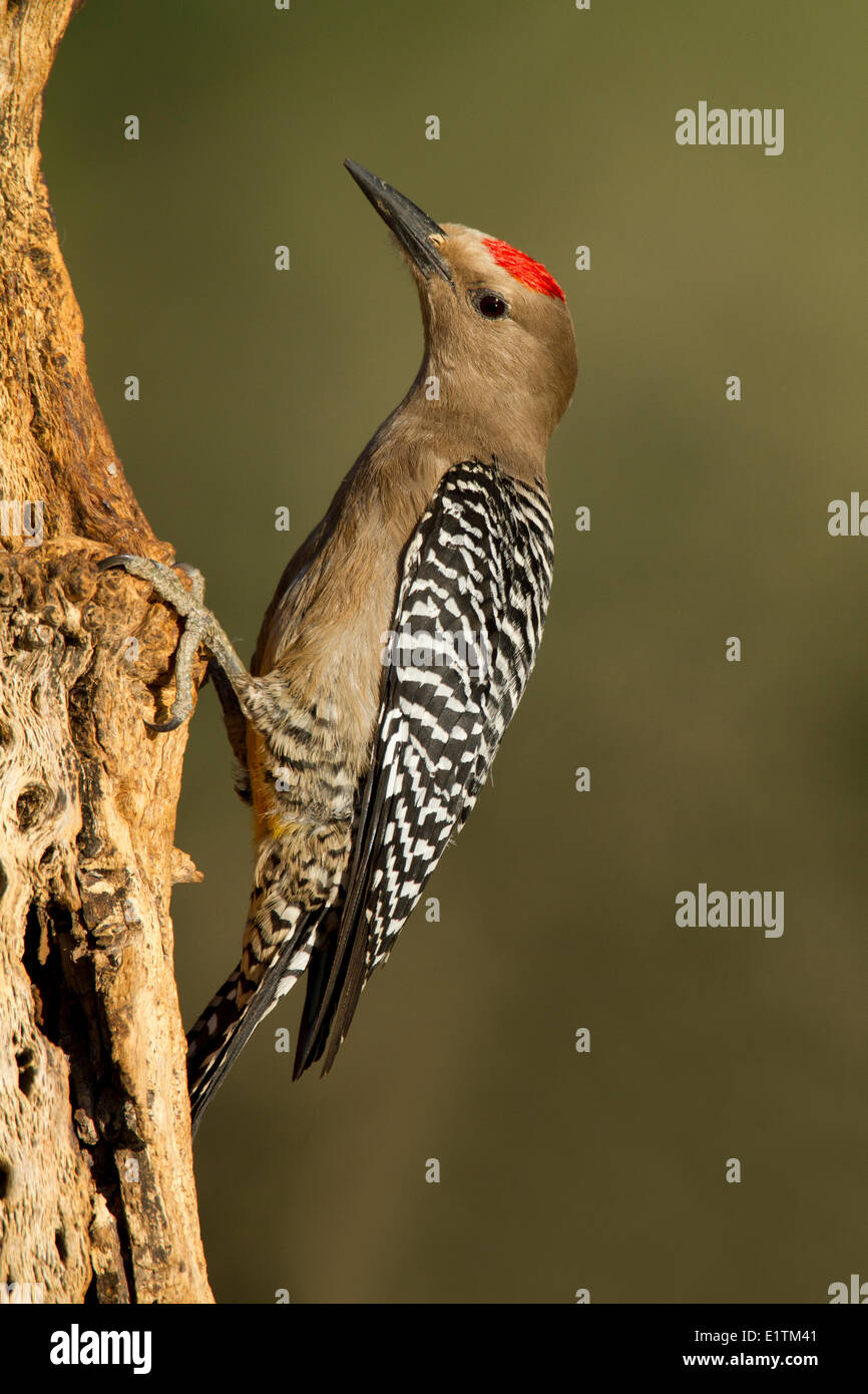 Gila Woodpecker, Melanerpes uropygialis, Sonoran Desert, Arizona, USA Stock Photo