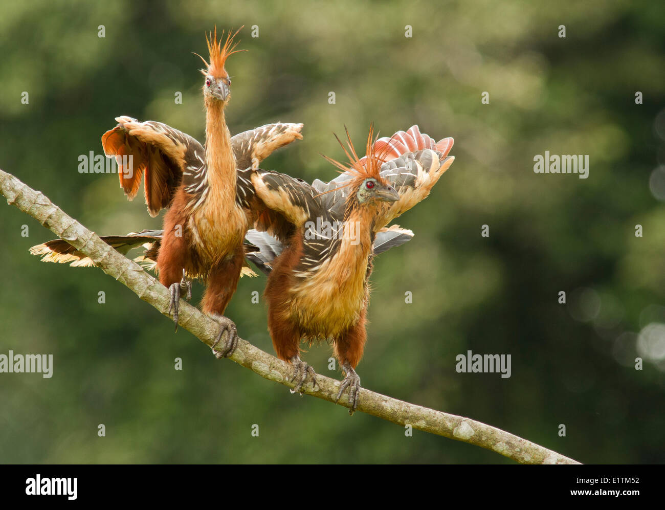 Hoatzin, Opisthocomus hoazin, Rio Napo, Amazon Basin, Ecuador Stock Photo