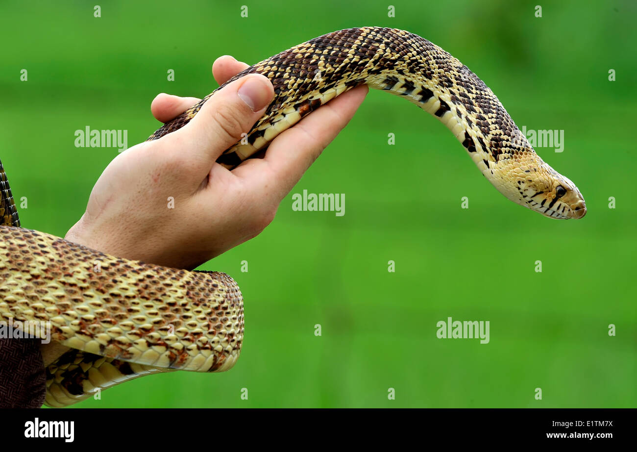 Ontario Snake High Resolution Stock Photography and Images Alamy