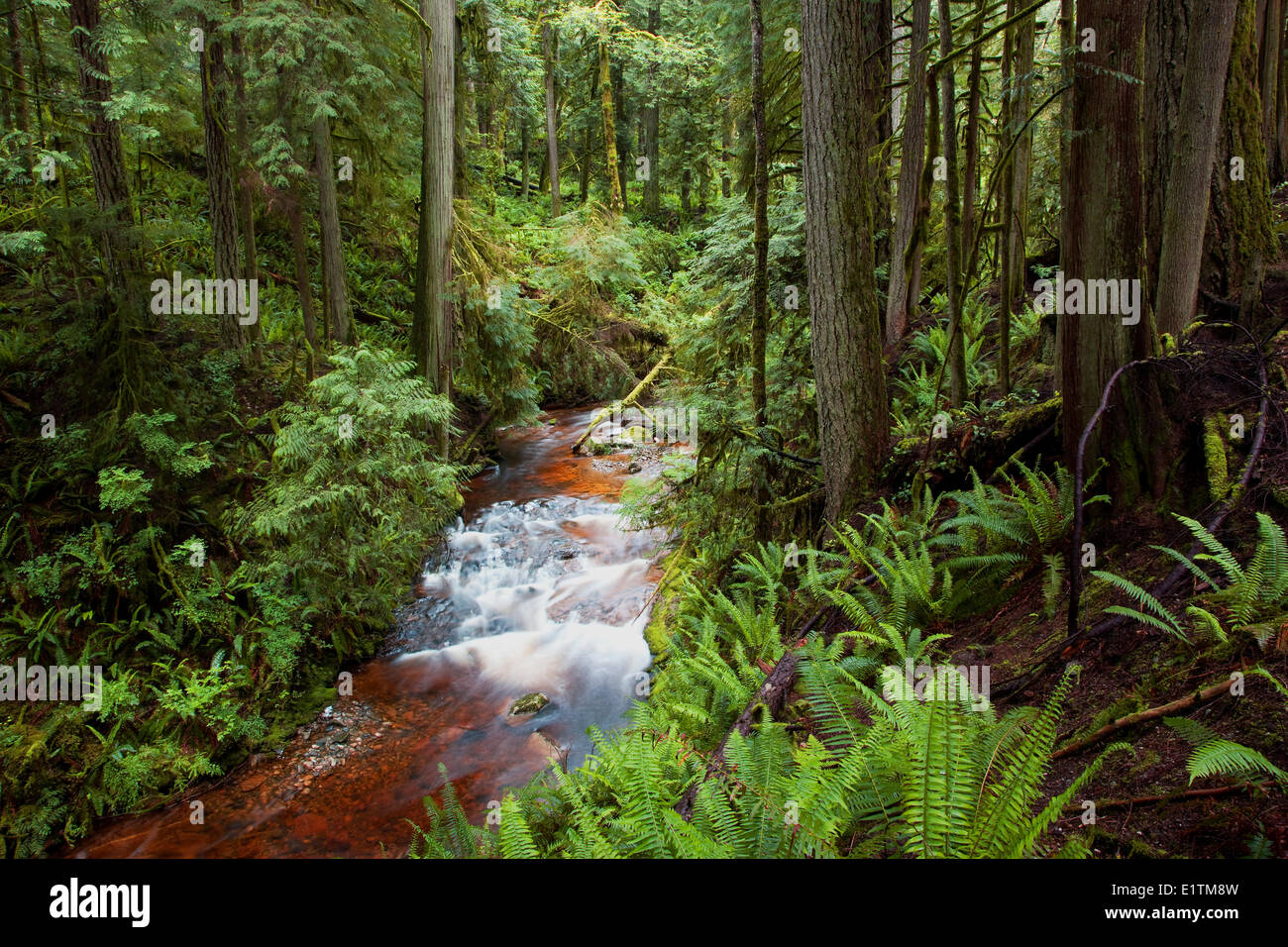 Cliff Gilker Park, Rainforest and creek, Roberts Creek, Sunshine Coast