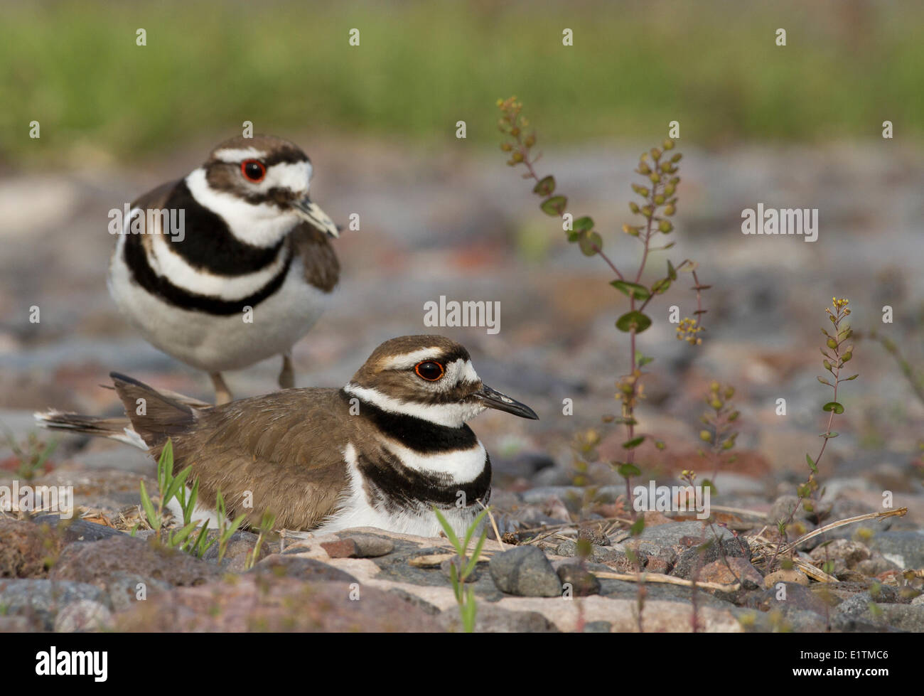 Killdeer, Charadrius vociferus, Oregon, USA Stock Photo Alamy