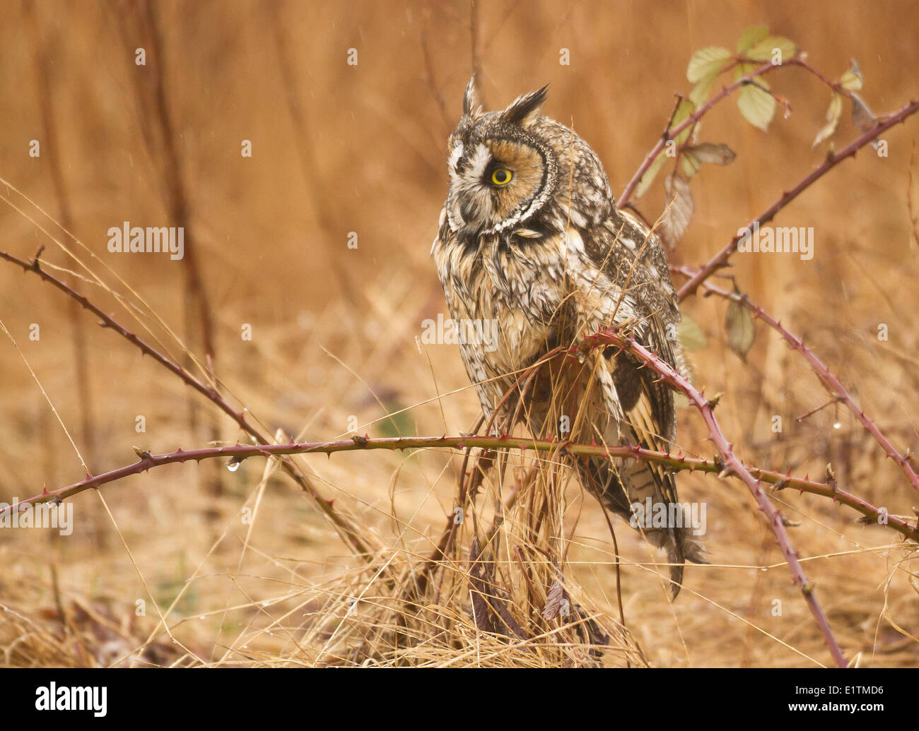 Long-eared Owl, Asio otus, Boundary Bay, BC, Canada Stock Photo