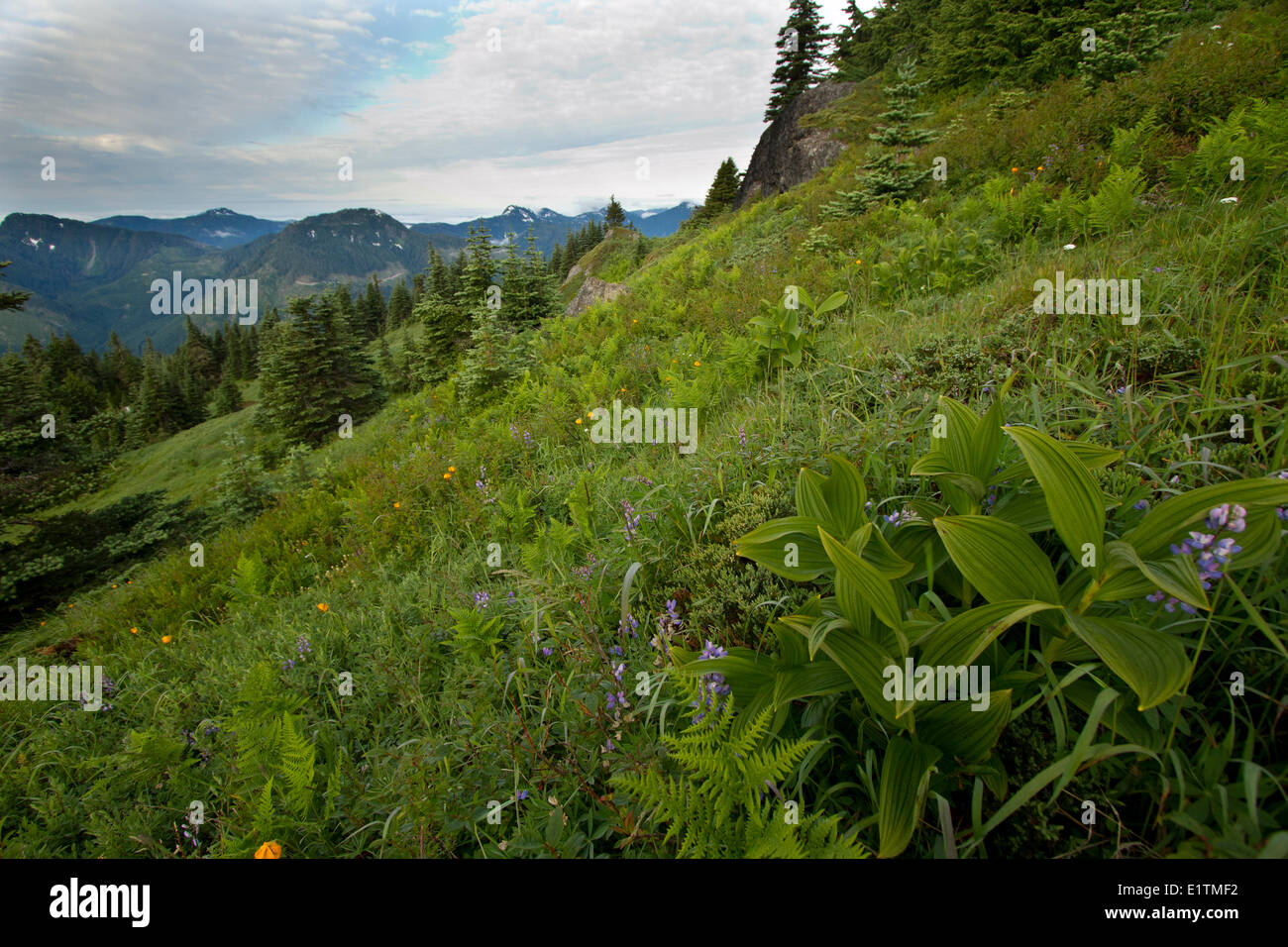 Green Mountain Summit, Alpine, Vancouver Island, Nanaimo Lakes region, BC, Canada Stock Photo