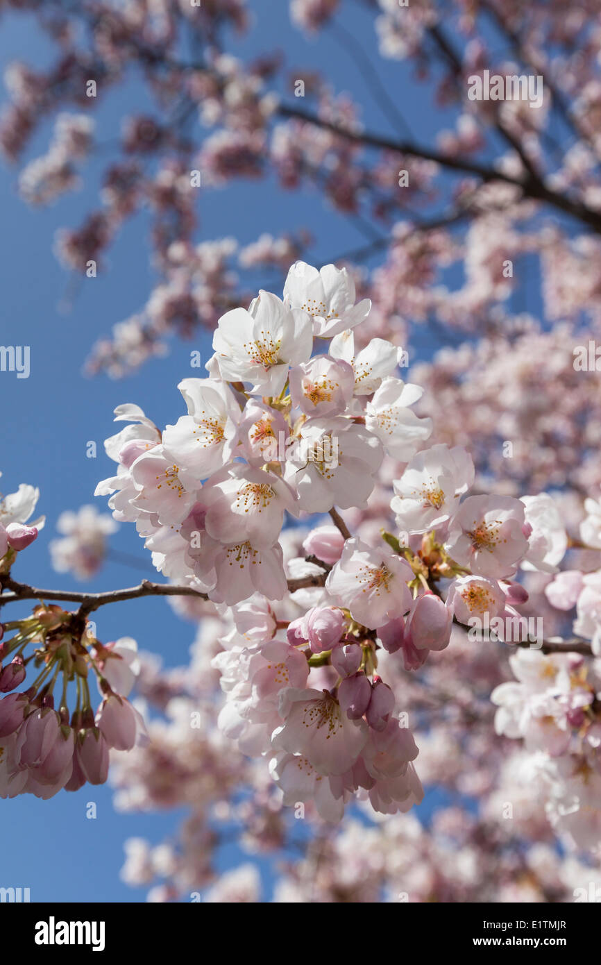Close up of Japanese Cherry Tree blossoms in High Park, Toronto, Ontario Stock Photo