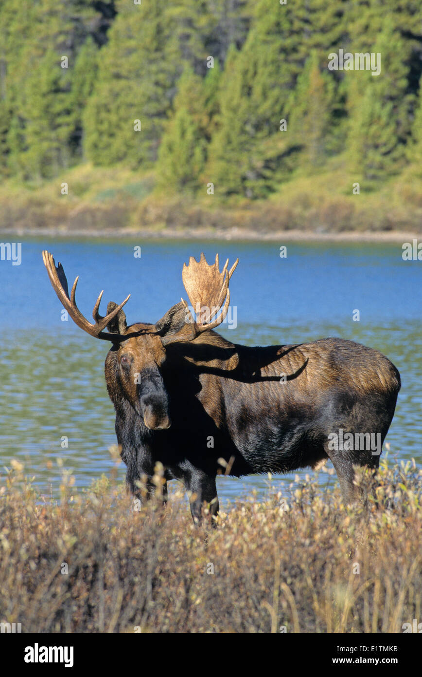 Moose (Alces alces) Male rutting males occasionally have charged people horses cars locomotives Jasper National Park Alberta Stock Photo