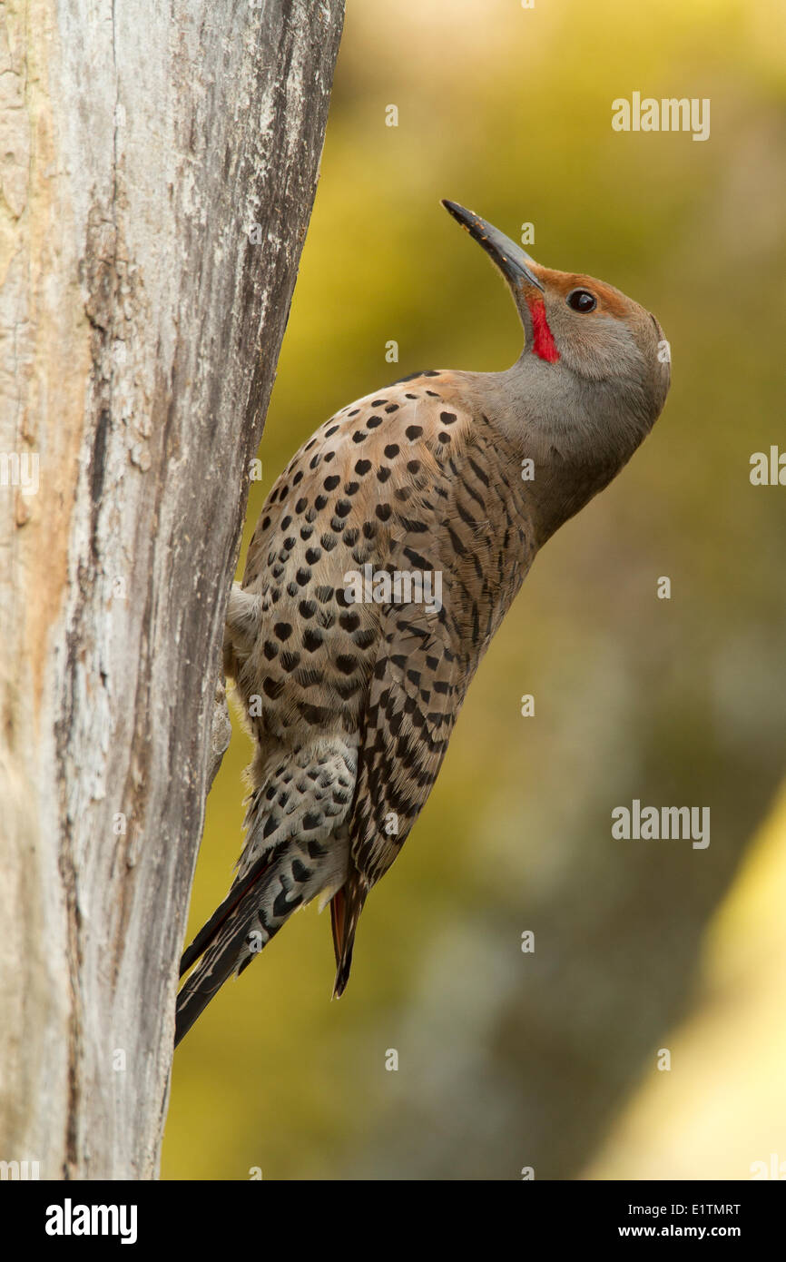 Northern Flicker, Colaptes auratus, Vancouver, BC, Canada Stock Photo