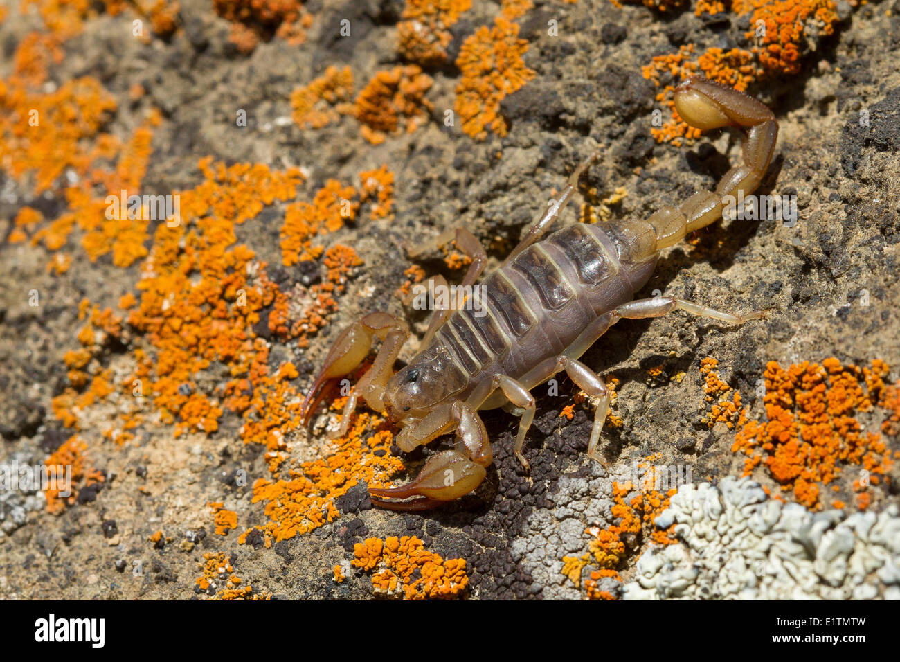 Boreal Scorpion, Paruroctonus boreus, Oregon, USA Stock Photo