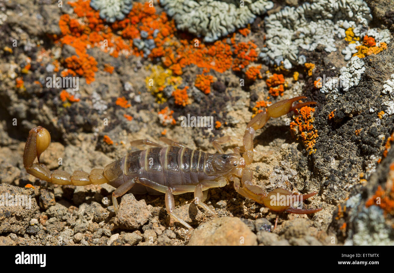 Boreal Scorpion, Paruroctonus boreus, Oregon, USA Stock Photo