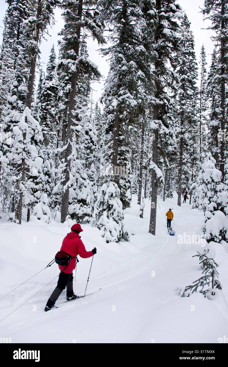 Ski touring, Back country skiing, Bowron Lake Park, British Columbia, Canada Stock Photo