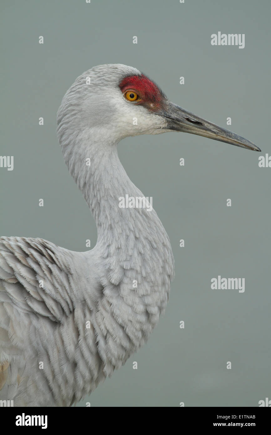 Sandhill Crane, Grus canadensis, Reiffel Bird Sanctuary, Vancouver, BC, Canada Stock Photo