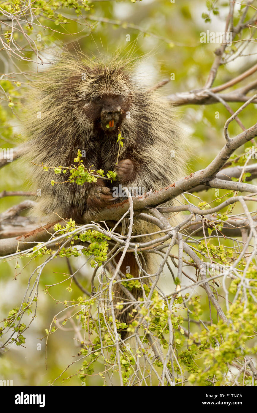Porcupine, Erithizon dorsatum, Oregon, USA Stock Photo Alamy
