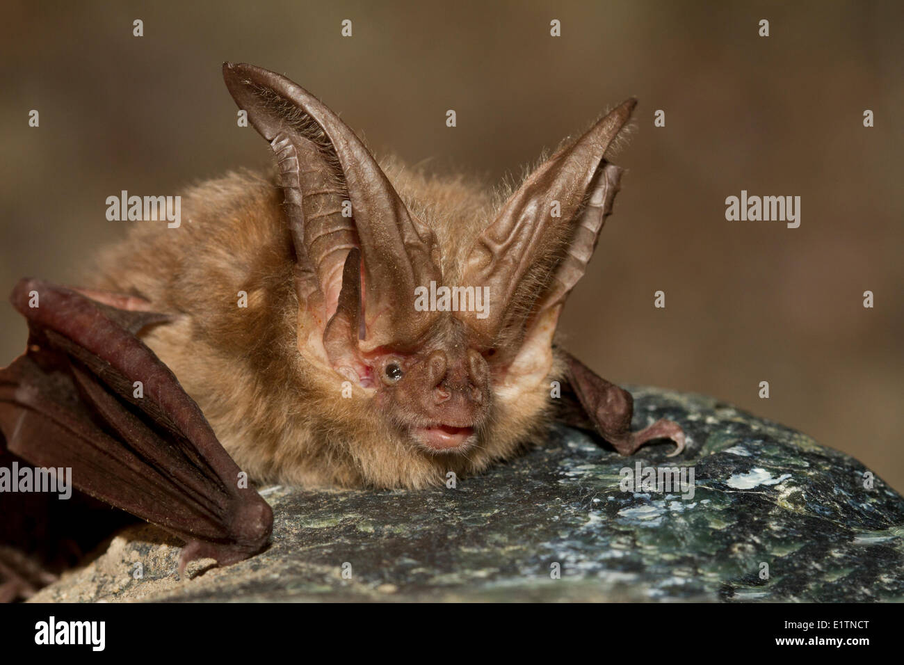 Townsend's Big-Eared Bat, Corynorhinus townsendii, Lillooet, BC, Canada