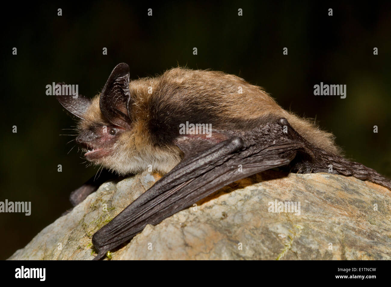 yotis evotis, Western Long-eared bat, Lillooet, BC, Canada Stock Photo