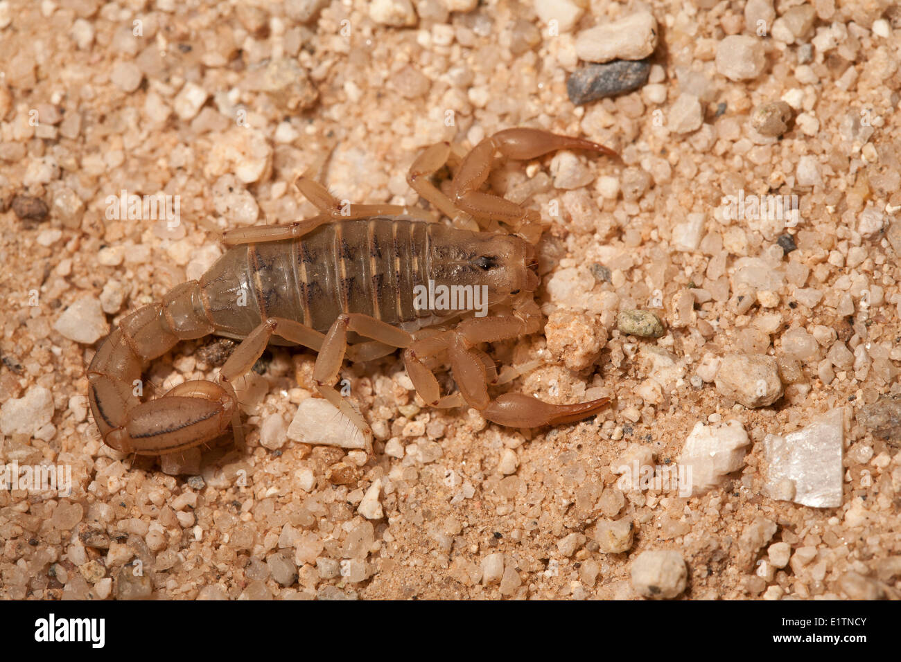 Bark Scorpion, Centruroides sculpturatus, Arizona, USA Stock Photo