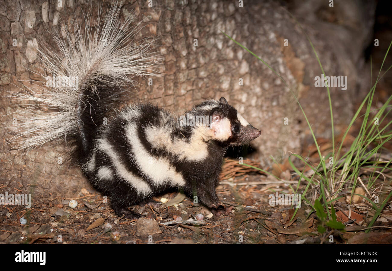 Western spotted skunk arizona hi-res stock photography and images - Alamy