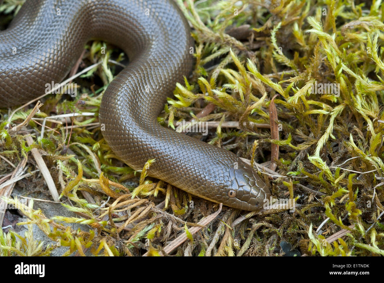 Snakes of bc hi-res stock photography and images - Alamy