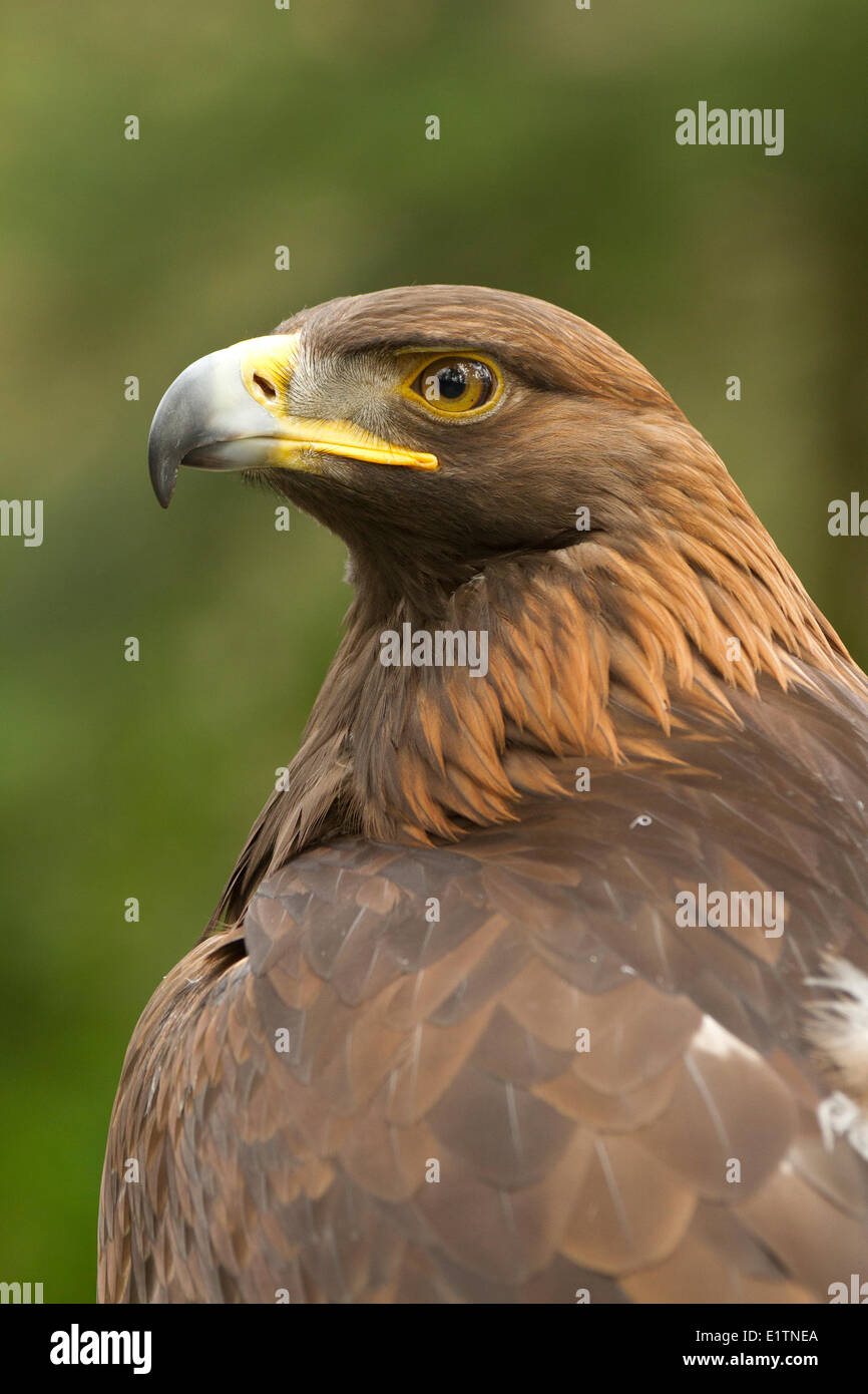 Golden Eagle, Aquila chrysaetos, Pacific Northwest Raptors, Duncan, BC, Canada Stock Photo