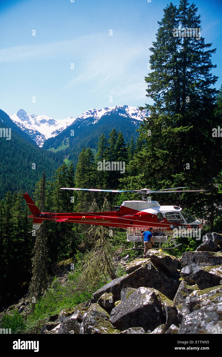 Helicopter hover exit, Billygoat Creek, Pemberton, biology, spotted owl survey, BC, Canada Stock Photo