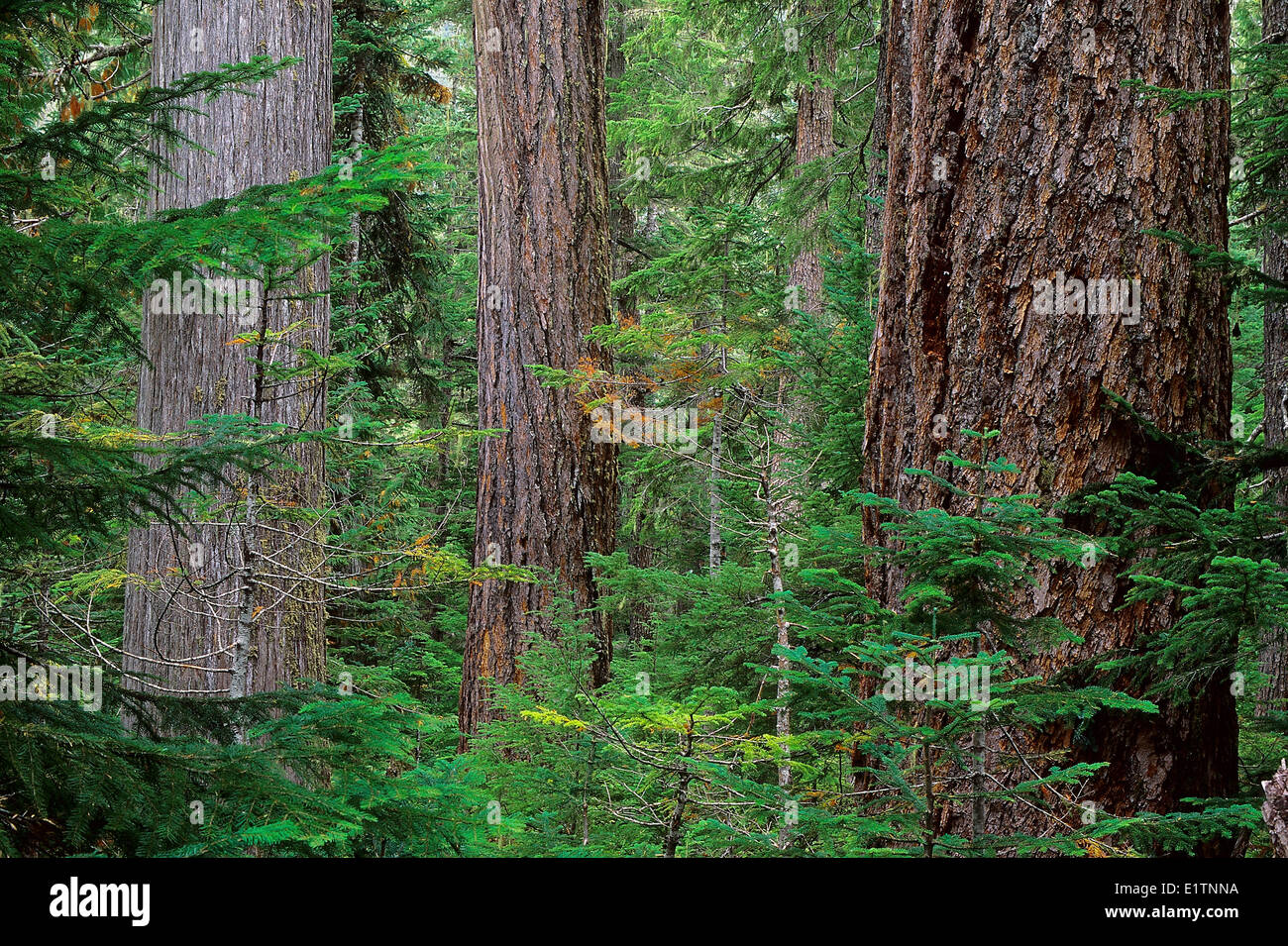 Coastal Douglas-fir forest, Elaho Grove, Squamish, BC, Canada Stock Photo