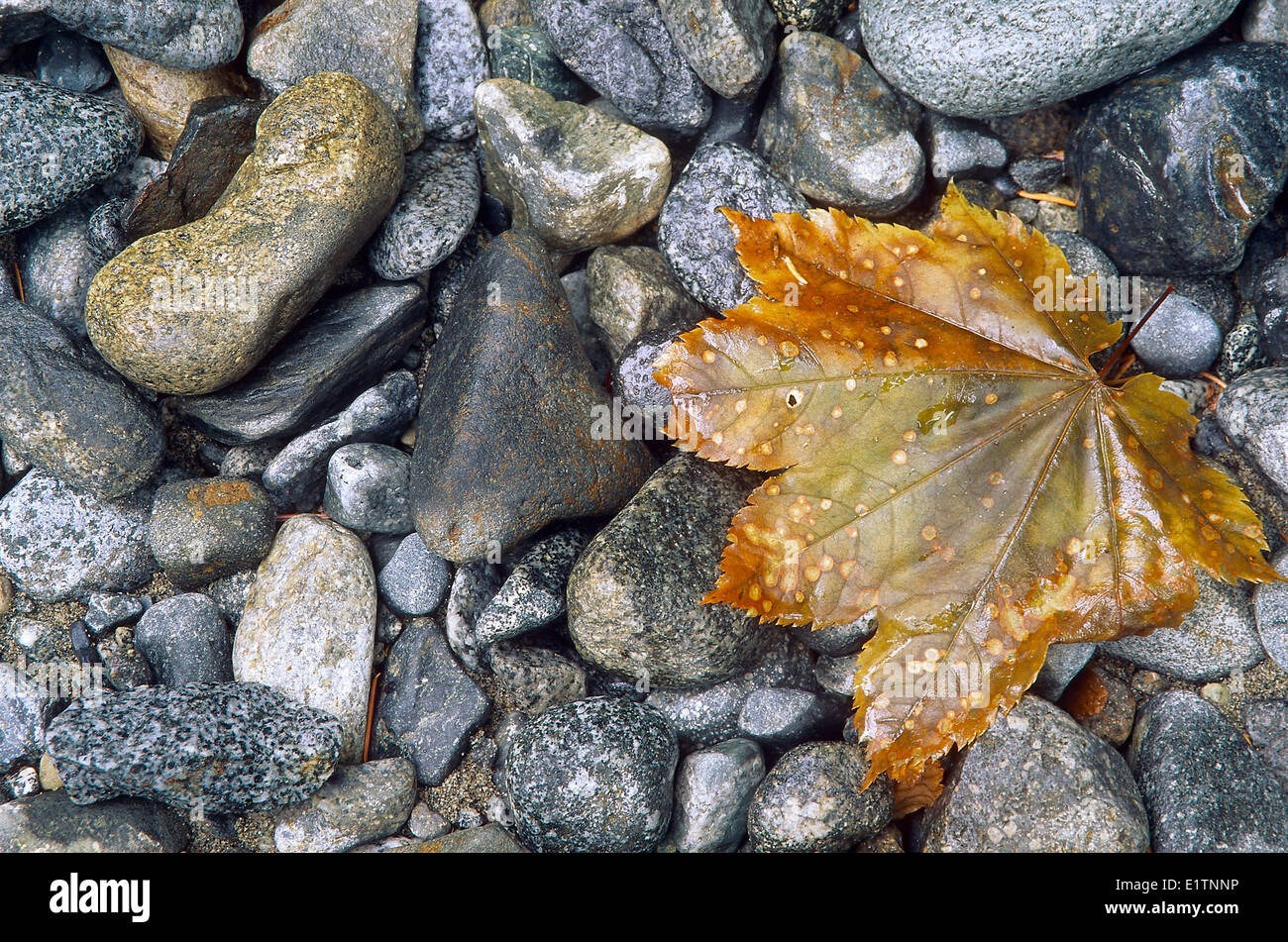 Bigleaf Maple, Acer macrophyllum, Pemberton, BC, Canada Stock Photo