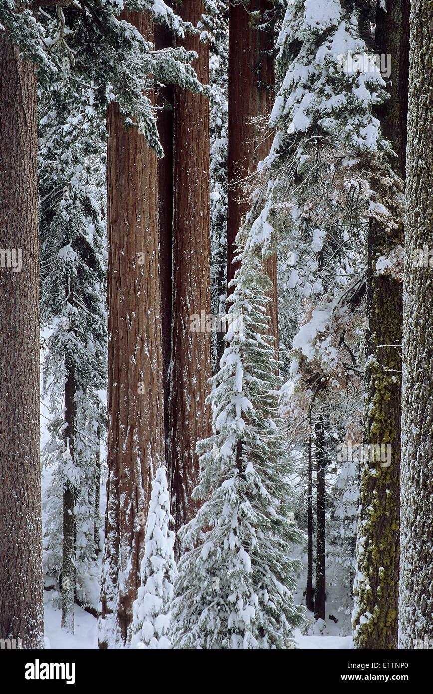 Giant Redwood Forest, Sequoiadendron giganteum, Yosemite NP, USA Stock Photo