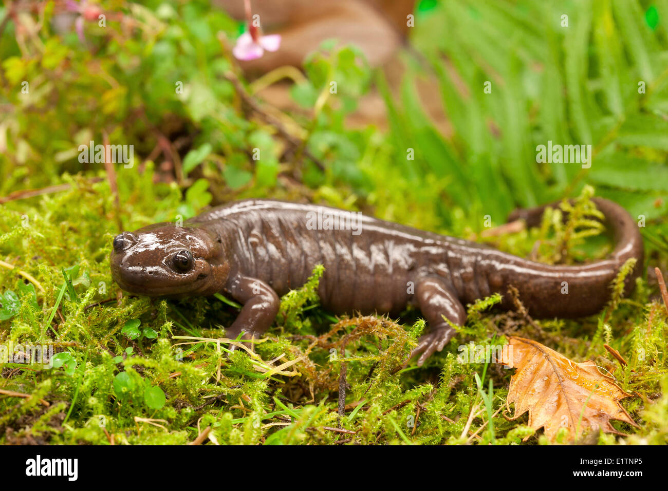 Northwestern Salamander, Ambystoma gracile, Vancouver, BC, Canada Stock Photo