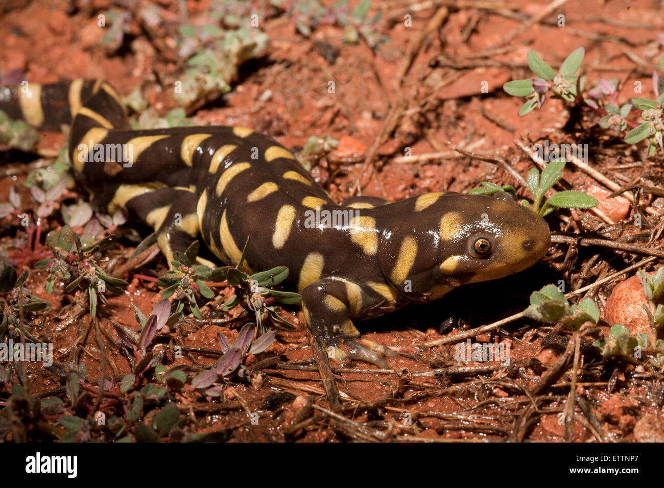 Blotched Tiger Salamander, Ambystoma reticulum, Grand Canyon, Arizona