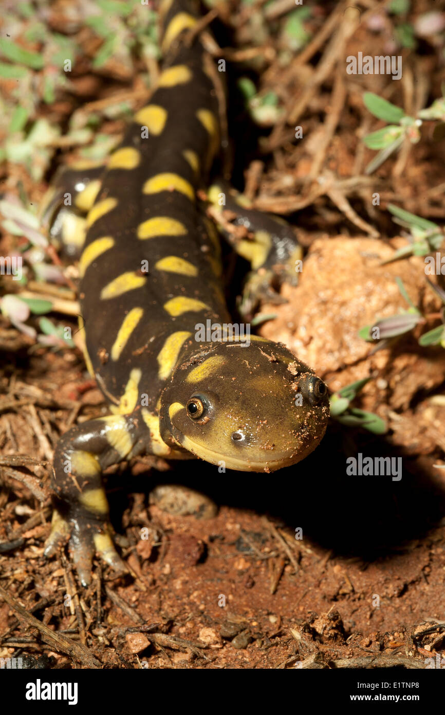 Blotched Tiger Salamander, Ambystoma reticulum, Grand Canyon, Arizona