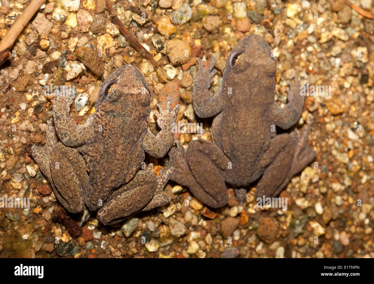 Coastal Tailed Frog, Ascaphus truei, Mowhokum Creek, Coastal BC, Canada