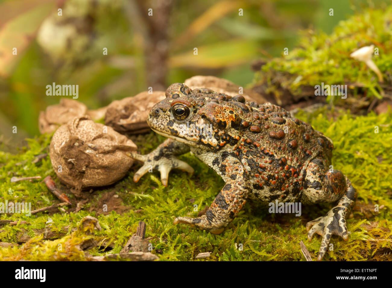 Western Toad, Anaxyrus boreas, Elk Island National Park, Alberta, Canada Stock Photo