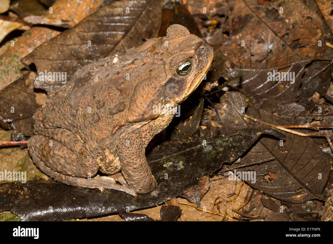 Fauna of amazon rainforests hires stock photography and images Alamy