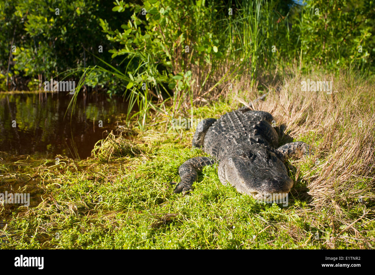 American alligator. Alligator mississippiensis, Everglades, Florida, USA Stock Photo