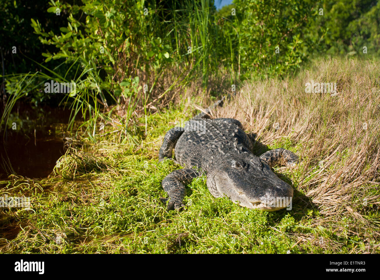 American alligator. Alligator mississippiensis, Everglades, Florida, USA Stock Photo