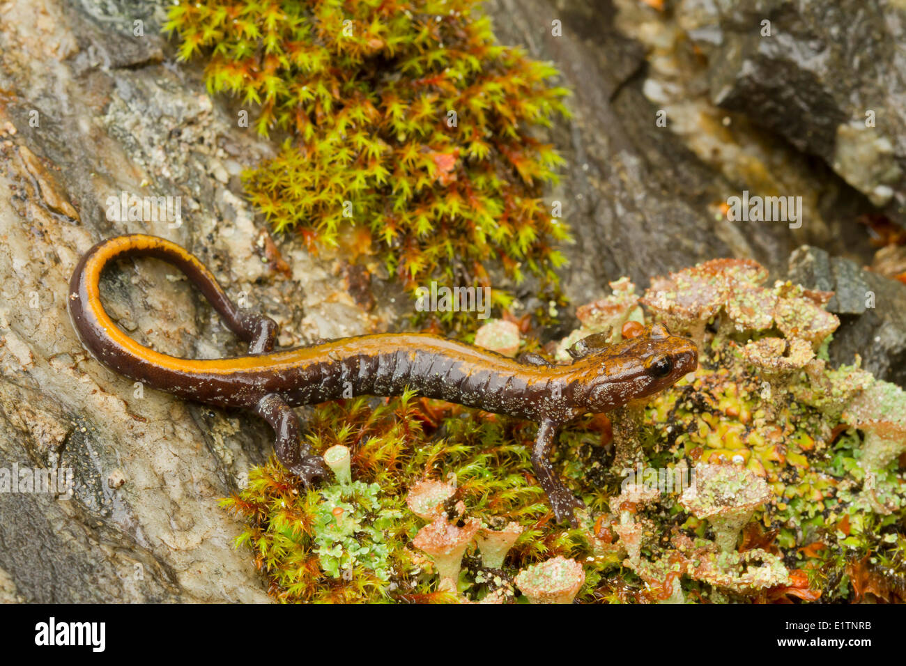 Couer D'alene Salamander, Plethodon idahoensis, Revelstoke, BC, Canada Stock Photo